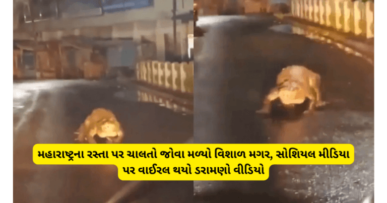 મહારાષ્ટ્રના રસ્તા પર ચાલતો જોવા મળ્યો વિશાળ મગર, સોશિયલ મીડિયા પર વાઈરલ થયો ડરામણો વીડિયો Untitled 1