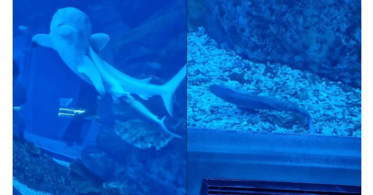 દુબઈ મોલના એક્વેરિયમમાં શાર્કે આપ્યો બચ્ચાને જન્મ, જોવા આવેલા લોકોએ આ દુર્લભ નજારો જોયો, વીડિયો થયો વાયરલ Untitled 61