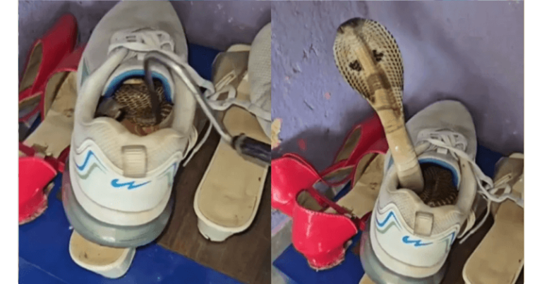 બુટ માંથી સિસકાર કરતો સાપ નીકળ્યો, ડરામણો વીડિયો વાયરલ થઈ રહ્યો છે. Untitled 74