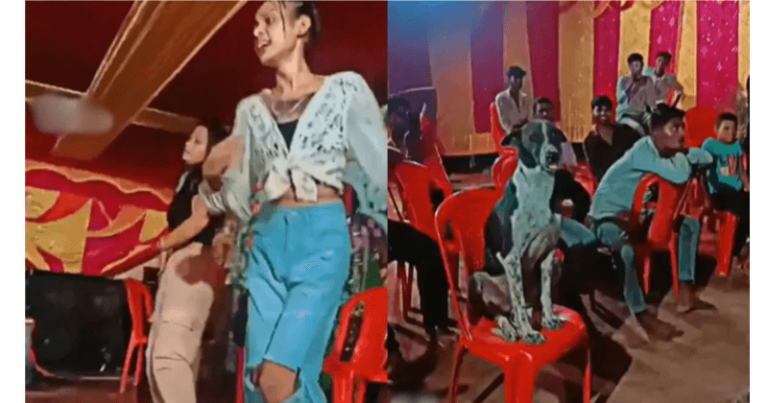 હવે કૂતરાને પણ ઓર્કેસ્ટ્રા જોવાની આદત પડી ગઈ છે, વીડિયો જોઈને તમે હસવાનું રોકી નહીં શકો. Untitled 93