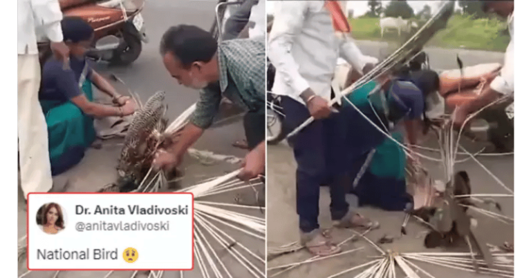 રસ્તા પર અકસ્માતમાં મોર ઘાયલ થયો, લોકો તેના શરીર પરથી પીંછા તોડવા લાગ્યા, રાષ્ટ્રીય પક્ષીની આવી હાલત જોઈ તમારું દિલ તૂટી જશે! Untitled 67