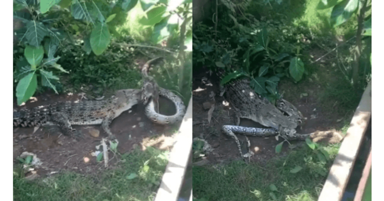 મગર અને અજગર વચ્ચે ની લડાઈ નો આ વિડિયો જોઈ તમે ચોંકી જશો, જુઓ વિડિયો અહી Untitled 92
