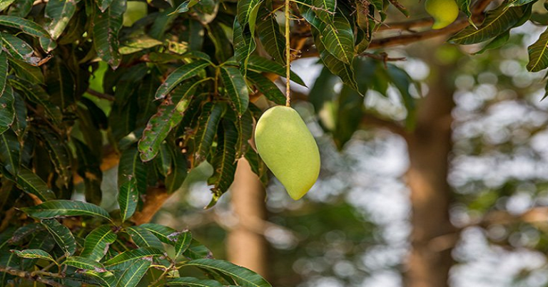 ઘરને ખરાબ નજરથી બચાવવું હોય તો, દિવાળીએ ઉપયોગ કરો આ પત્તાથી બનેલા તોરણનો, થશે રક્ષણ… Untitled 380