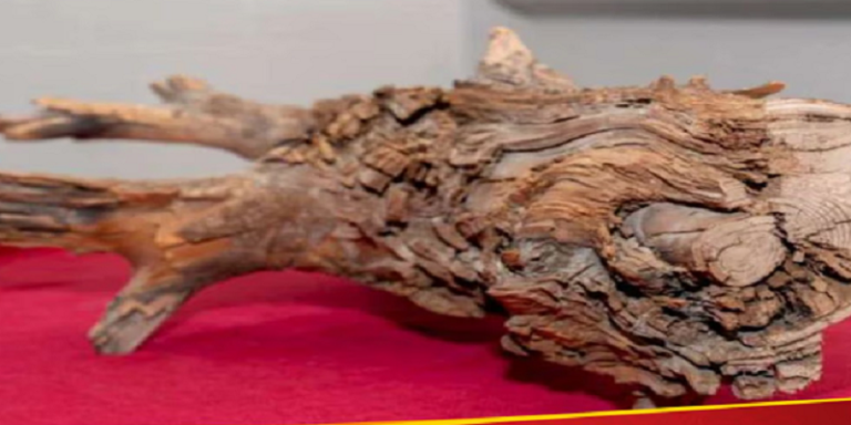 જમીનની નીચે મળી આવ્યુ 3,775 વર્ષ જૂનું લાકડું, કે જે છે મનુષ્ય માટે ‘સંજીવની બુટી’ Untitled 5