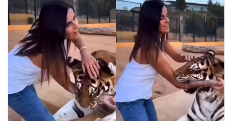 આ યુવતે ને વાઘ સાથે ફોટો પડાવો ભારી પડ્યો, ત્યારે જ વાઘે કર્યો હમલો, જુઓ વિડિયો અહી untitled 158